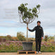 UK Hardy Fig Tree | 'Brown Turkey' Mediterranean Fruit Trees