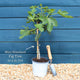 UK Hardy Fig Tree | 'Brown Turkey' Soft Fruit