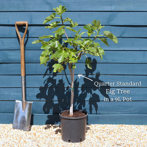 UK Hardy Fig Tree | 'Brown Turkey' Soft Fruit