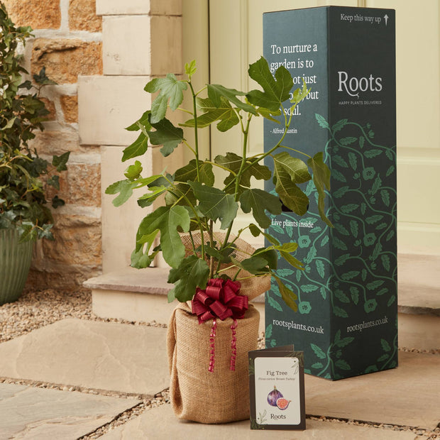 The Fig Tree Gift Gift Option
