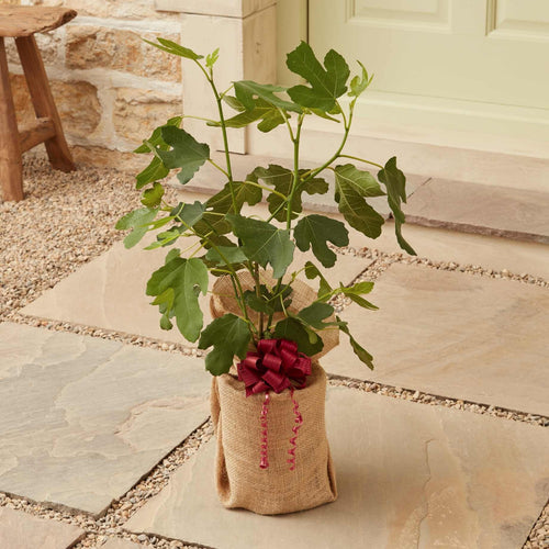 The Fig Tree Gift Gift Option