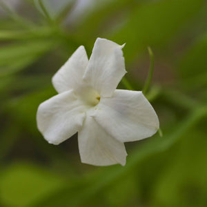 'Fiona Sunrise' Jasmine | Jasminum officinale Climbing Plants