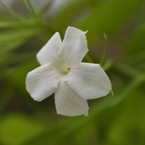 'Fiona Sunrise' Jasmine | Jasminum officinale Climbing Plants