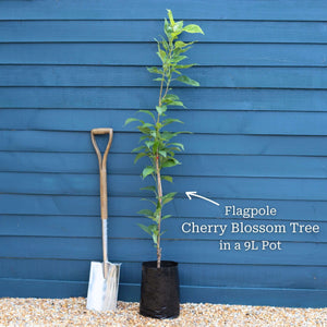 'Flagpole' Cherry Blossom Tree | Prunus Amanogawa Ornamental Trees