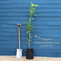 'Flagpole' Cherry Blossom Tree | Prunus Amanogawa Ornamental Trees