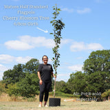 'Flagpole' Cherry Blossom Tree | Prunus Amanogawa Ornamental Trees