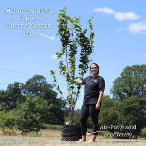 'Flagpole' Cherry Blossom Tree | Prunus Amanogawa Ornamental Trees