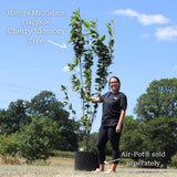 'Flagpole' Cherry Blossom Tree | Prunus Amanogawa Ornamental Trees