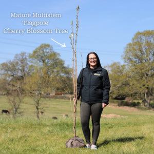 'Flagpole' Cherry Blossom Tree | Prunus Amanogawa Ornamental Trees