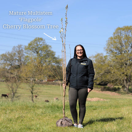 'Flagpole' Cherry Blossom Tree | Prunus Amanogawa Ornamental Trees