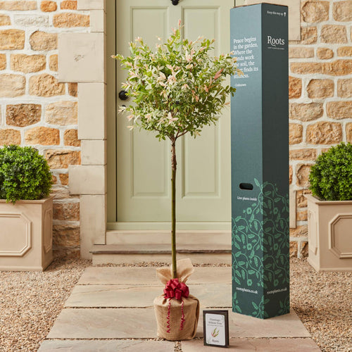 The Flamingo Willow Tree Gift Gift Option