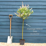 Flamingo Willow Tree | Salix integra 'Hakuro-Nishiki' Ornamental Trees