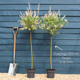 Flamingo Willow Tree | Salix integra 'Hakuro-Nishiki' Ornamental Trees