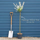 Flamingo Willow Tree | Salix integra 'Flamingo Royal' Ornamental Trees