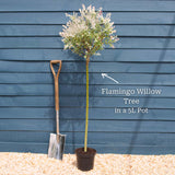 Flamingo Willow Tree | Salix integra 'Hakuro-Nishiki' Ornamental Trees