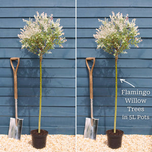 Flamingo Willow Tree | Salix integra 'Hakuro-Nishiki' Ornamental Trees