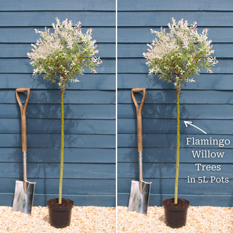 Flamingo Willow Tree | Salix integra 'Hakuro-Nishiki' Ornamental Trees