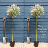 Flamingo Willow Tree | Salix integra 'Hakuro-Nishiki' Ornamental Trees