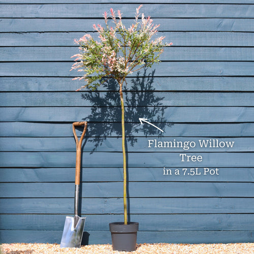 Flamingo Willow Tree | Salix integra 'Hakuro-Nishiki' Ornamental Trees