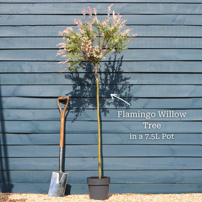 Flamingo Willow Tree | Salix integra 'Hakuro-Nishiki' Ornamental Trees