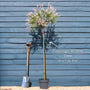 Flamingo Willow Tree | Salix integra 'Hakuro-Nishiki' Ornamental Trees