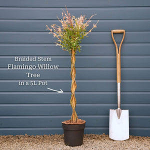 Flamingo Willow Tree | Salix integra 'Hakuro-Nishiki' Ornamental Trees