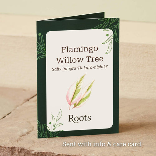 The Flamingo Willow Tree Gift Gift Option