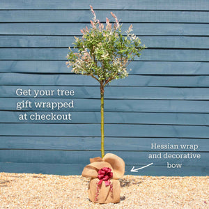 Flamingo Willow Tree | Salix integra 'Hakuro-Nishiki' Ornamental Trees