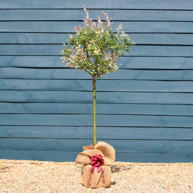 Flamingo Willow Tree Gift Gift Option