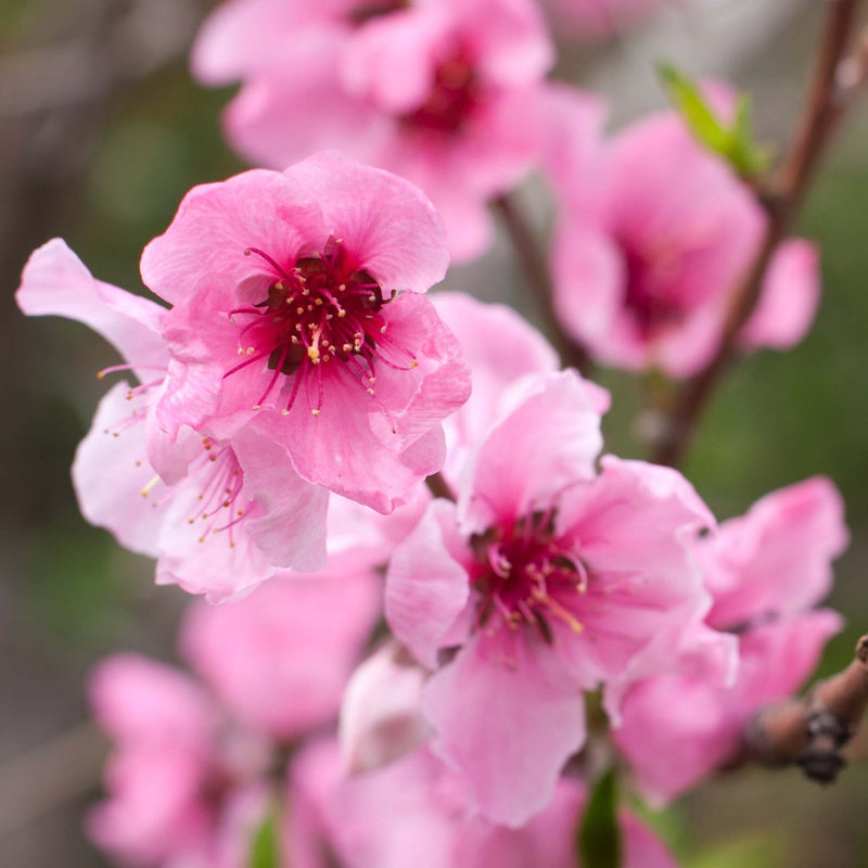 'Flavortop' Nectarine Tree Fruit Trees