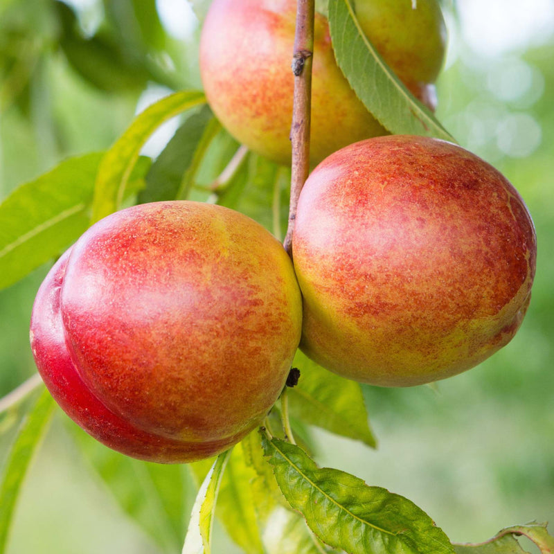 'Flavortop' Nectarine Tree Fruit Trees