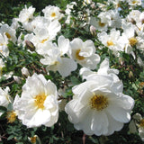'Flower Carpet White' Carpet Rose Shrubs