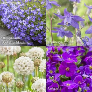 Flowering Alpine Collection | Petite Perfection Perennial Bedding