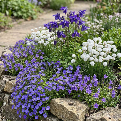 Flowering Alpine Collection | Petite Perfection Perennial Bedding