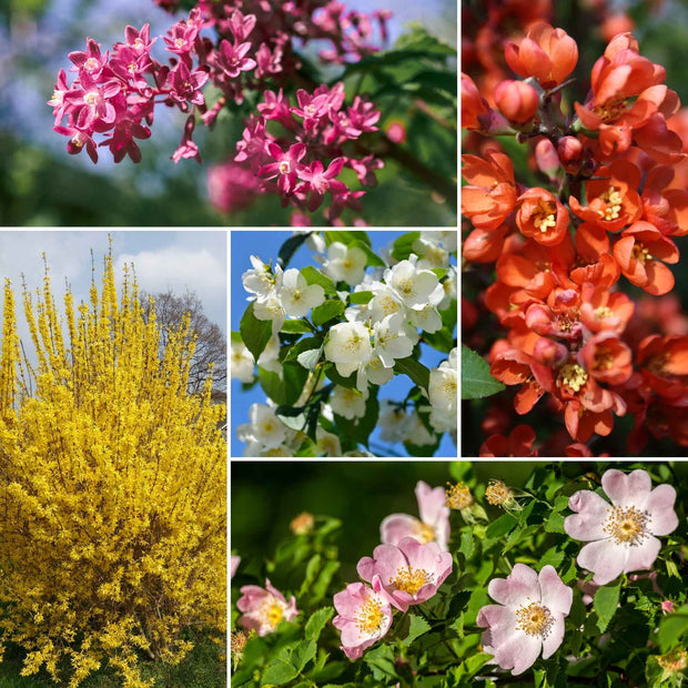 The Ultimate Flowering Hedge Shrubs