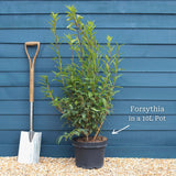 Golden Bells | Forsythia intermedia 'Spectabilis' Ornamental Trees