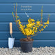 Forsythia 'Flojor' Shrubs