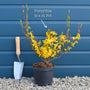 Forsythia 'Flojor' Shrubs