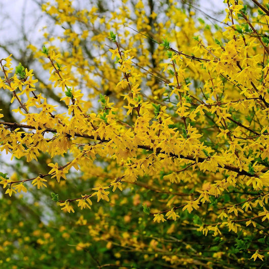Forsythia 'Flojor' Shrubs
