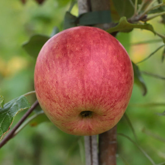 'Fortune' Apple Tree Fruit Trees
