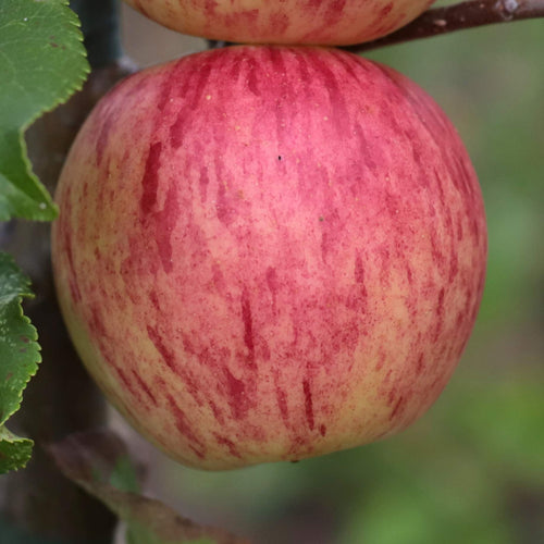 'Fortune' Apple Tree Fruit Trees