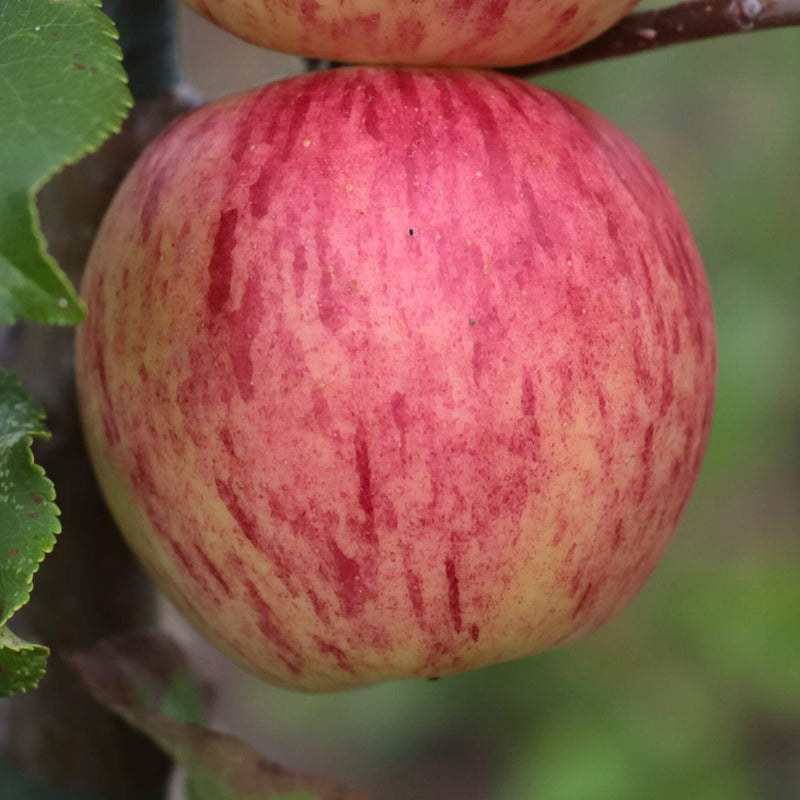 'Fortune' Apple Tree Fruit Trees
