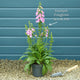 White Foxglove | Digitalis 'Dalmatian White' Perennial Bedding