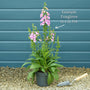 White Foxglove | Digitalis 'Dalmatian White' Perennial Bedding