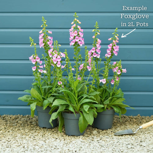 Pink Foxglove | Digitalis 'Pink Panther' Perennial Bedding