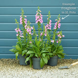 Pink Foxglove | Digitalis 'Pink Panther' Perennial Bedding