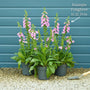 Pink Foxglove | Digitalis 'Pink Panther' Perennial Bedding