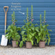 White Foxglove | Digitalis 'Dalmatian White' Perennial Bedding