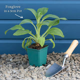 Purple Foxglove | Digitalis 'Dalmatian Purple' Perennial Bedding