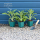 Purple Foxglove | Digitalis 'Dalmatian Purple' Perennial Bedding